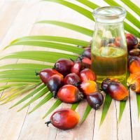 palm oil industry